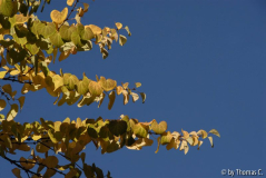 Frühherbst 21