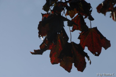 Frühherbst 22