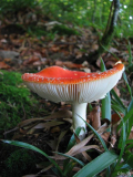 Fliegenpilz