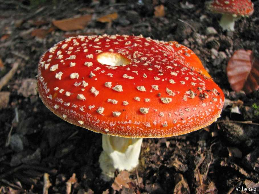 Fliegenpilz