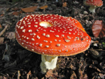 Fliegenpilz
