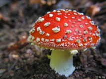 Fliegenpilz