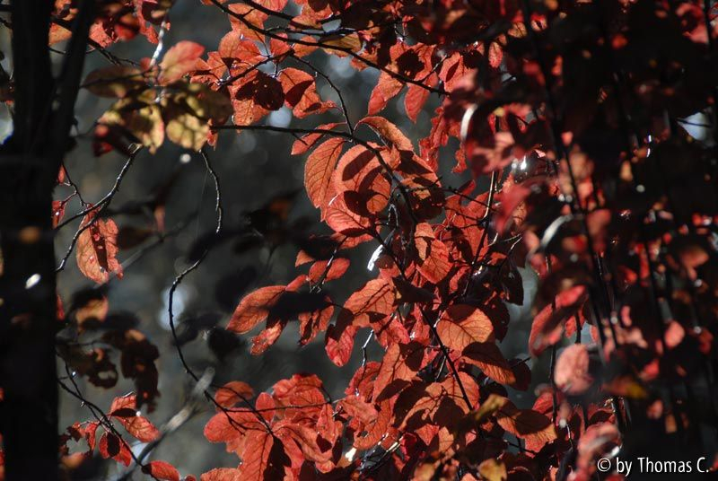 Frühherbst 26