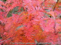 Sorbus scalaris 21 Herbst 2006.JPG