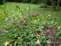 Rhododendron