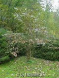 Rotbraune Haselnuß