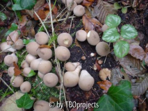 Pilze ... Flaschenstäubling, eßbar?