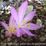 Colchicum welches.jpg