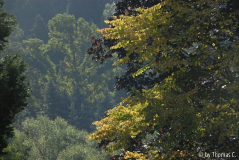 Frühherbst 29