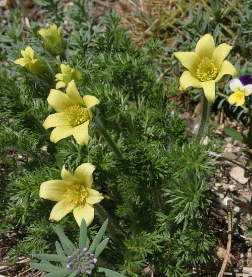 Pulsatilla albana