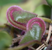 Soldanella villosa