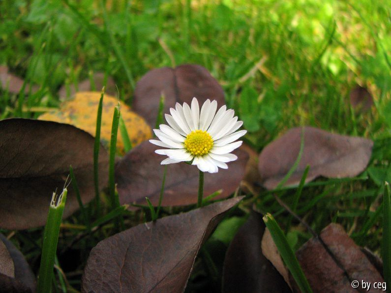 Gänseblümchen (Bellis perennis) umgeben von gefallenen Birnbaumblättern