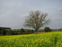 Walnußbaum in einem blühenden Rapsfeld