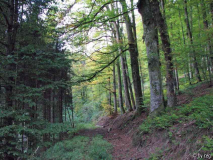 Der Wald färbt sich langsam bunt