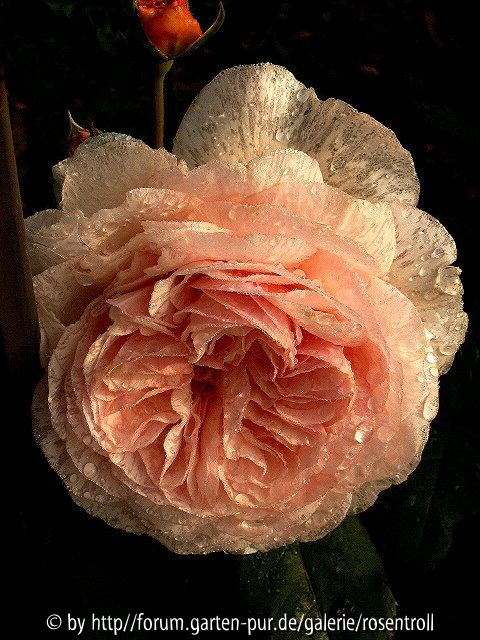 A Shropshire Lad