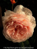 A Shropshire Lad