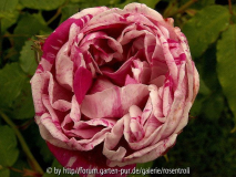 Honorine de Brabant