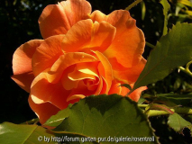Westerland