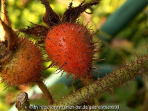 Hagebutte der Rosa Centifolia Moschata rubra