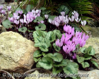 cyclamen cilicium 07.jpg