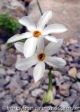 narcissus serotinus.jpg