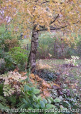 Birkenbeet im Herbst