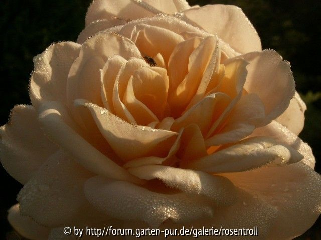 Martine Guillot mit Besuch