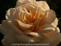 Martine Guillot mit Besuch