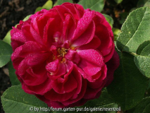 Rose de Resht im Oktober