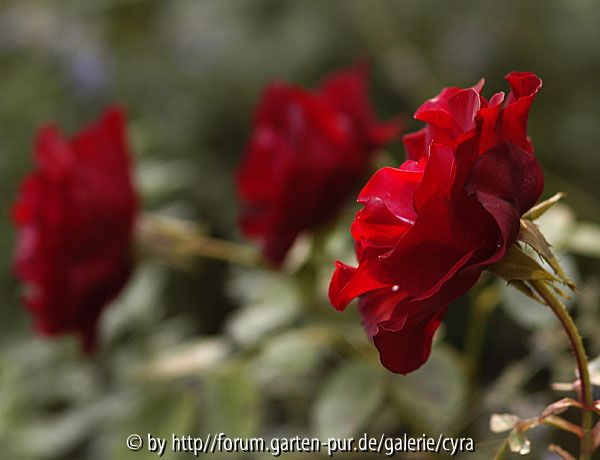 H.C.Andersen oder Lili Marlen