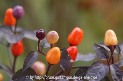 Chili Bolivian Rainbow