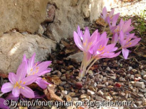 Colchicum lusitanicm.jpg