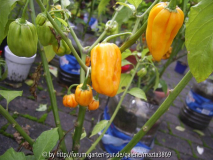 Habanero Big Sun