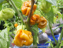 Habanero Mustard