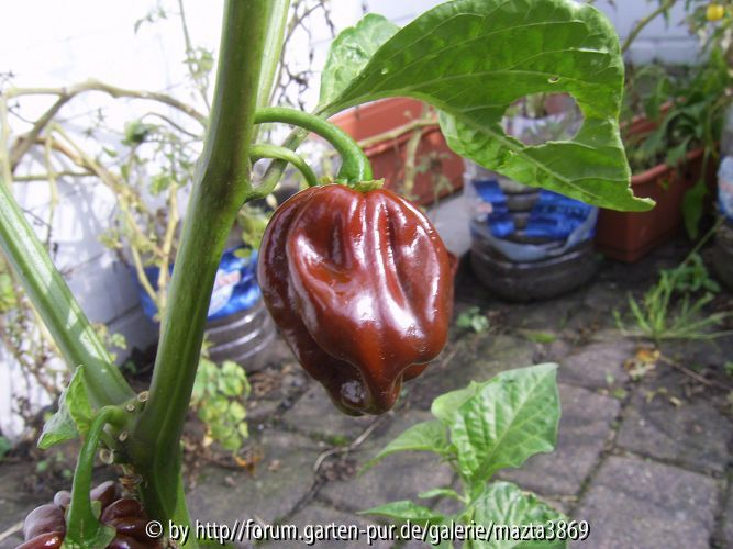 Habanero Chocolate