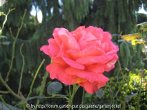 fragrant cloud?1