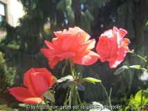 fragrant cloud?2