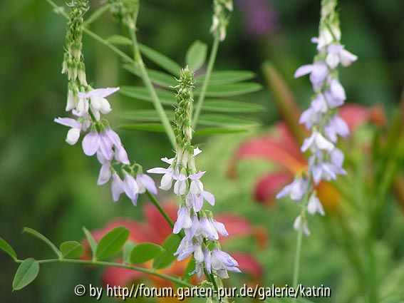 Galega und Hemerocallis
