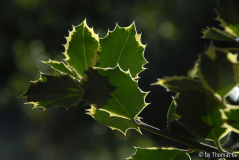 Frühherbst 32