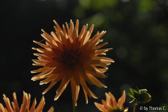 Frühherbst 33