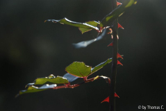 Frühherbst 34