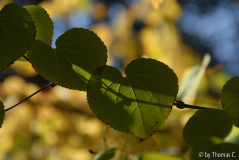 Frühherbst 35