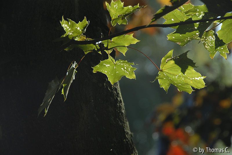 Frühherbst 36