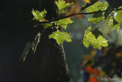 Frühherbst 36