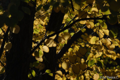 Frühherbst 37