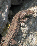 Mauereidechse, Männchen