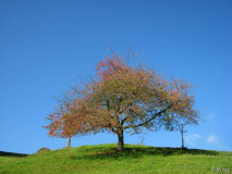Kirschbaum im Herbst