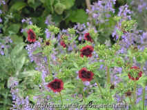a Potentilla thurberi