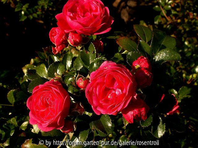 Pepita im Herbst
