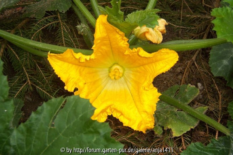 Zucchiniblüte